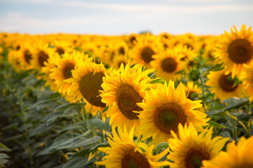 Fototapeta premium Bright yellow sunflowers in summer. Beauty of golden flowers under the sun rays on the afternoon.