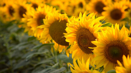 Fototapeta premium Rows of beautiful golden sunflowers, lightened by the sun. Summer picture of agricultural, cultivation concept.