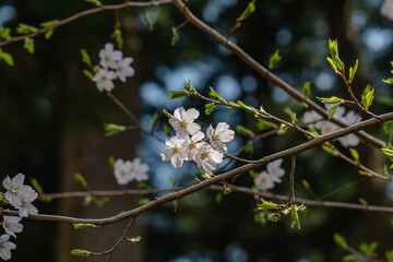 神代曙