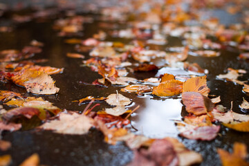 Colorful autumn leaves in a puddle on road. Yellow and orange foliage after the rain in fall season
