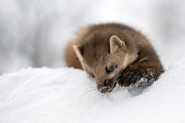A forest marten plays on a snowy roof.