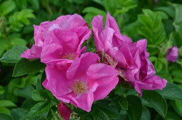 Fototapeta premium wild rose, rose hip