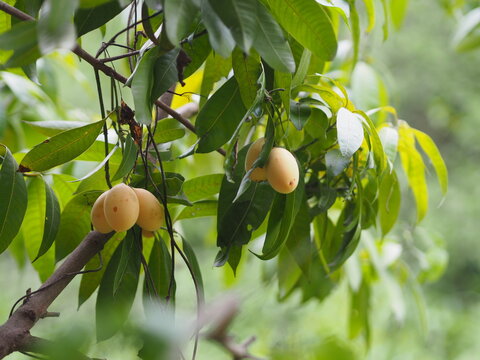 Marian plum, Anacardiaceae, Bouea macrophylla Griff maprang is yellow sweet fruit on white background