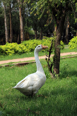 white duck in the park