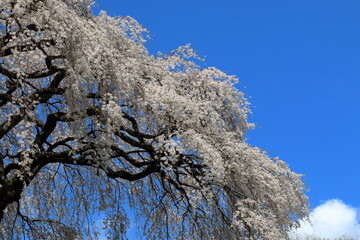 青空に映える中越家のしだれ桜　（高知県　仁淀川町）
