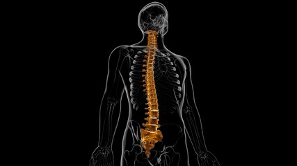 Human Skeleton Vertebral Column Vertebrae Anatomy 3D