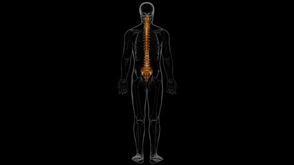 Fototapeta premium Human Skeleton Vertebral Column Vertebrae Anatomy 3D