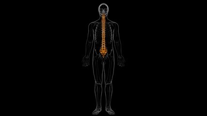 Human Skeleton Vertebral Column Vertebrae Anatomy 3D