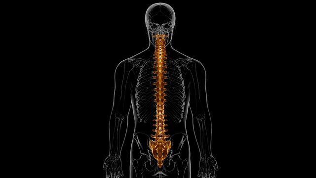 Human Skeleton Vertebral Column Vertebrae Anatomy 3D