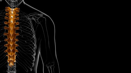 Human Skeleton Vertebral Column Thoracic Vertebrae Anatomy 3D © mybox