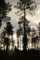 Forêt de conifères dans la Sarthe