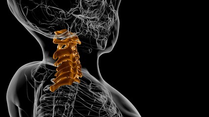 Human Skeleton Vertebral Column Cervical Vertebrae Anatomy 3D © mybox