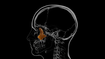 Human Skeleton Skull Zygomatic Bone Anatomy For Medical Concept 3D © mybox