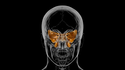 Human Skeleton Skull Sphenoid Bone Anatomy For Medical Concept 3D © mybox