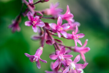 Fototapeta na wymiar Close Up of Flower Blossom in the Spring