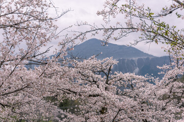 羊山公園の桜と武甲山