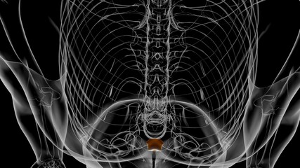 Human Skeleton Xiphoid process Anatomy 3D © mybox