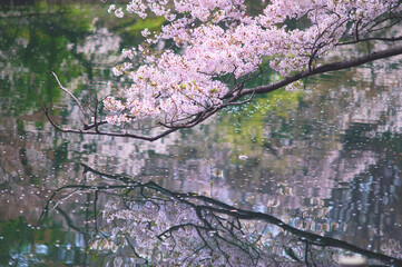 cherry blossoms and the reflection on a pond