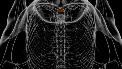 Human Skeleton Xiphoid process Anatomy 3D © mybox