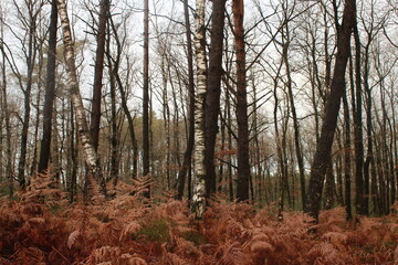 Forêt de feuillus dans la Sarthe