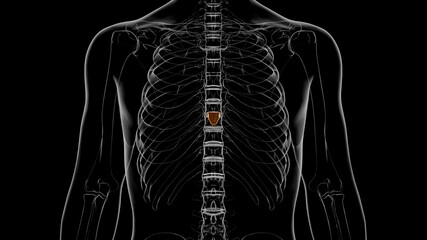 Human Skeleton Xiphoid process Anatomy 3D