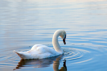 A white majestic swan floats in front of a wave of water. Young swan in the middle of the water. Drops on a wet head.