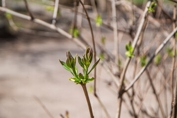 buds with fresh leaves bloom in spring, the awakening of nature, buds on trees with young leaves