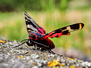 Fototapeta na wymiar tiger moth in natuiral habitat (arctia festiva)