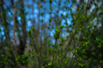 buds with fresh leaves bloom in spring, the awakening of nature, buds on trees with young leaves