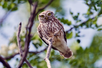 Fototapeta premium the little owl in natural habitat (Athene noctua)