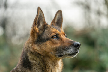 Deutscher Schäferhund im Garten