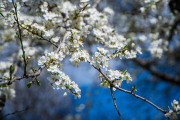 white small cherry flowers against a blue sky, white spring blooms on a branch, beautiful manifestations of the spring season, selective focus, awakening nature in spring