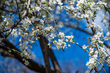 white small cherry flowers against a blue sky, white spring blooms on a branch, beautiful manifestations of the spring season, selective focus, awakening nature in spring