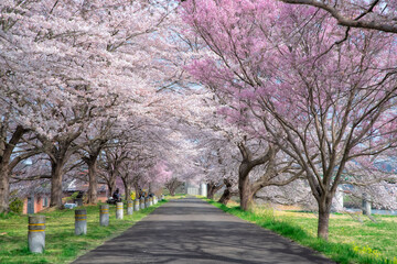 Cherry Blossom along Shiroishi River in Miyagi, Japan