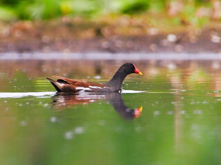 The common moorhen (Gallinula chloropus) in natural habitat