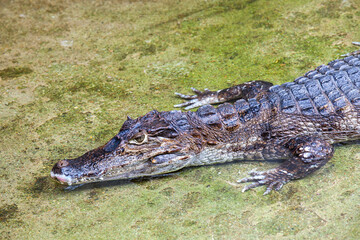 Spectacled Caiman, Caiman crocodilus