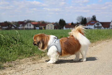 Kleiner Hund geht spazieren - Feld, Wiese, Wald, Tibet Spaniel, Tibetan Spaniel