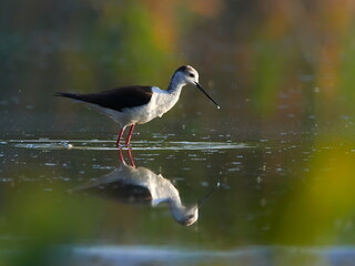 Black Winged Stilt in Water (Himantopus himantopus) Wader Bird Stilt