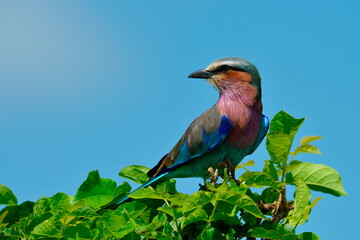 The lilac-breasted roller (Coracias caudatus) sitting on the branch