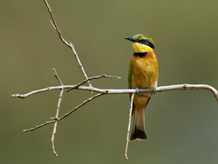 Little-Bee Eater (Merops pusillus) perched on stick