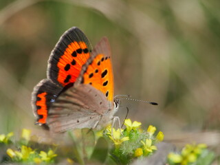 Beautiful Wild Butterfly (Lycaena phlaeas) warming in the sun