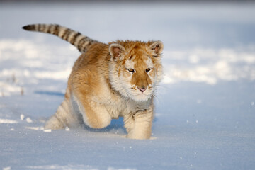 A tiger cub enjoys fresh snow.