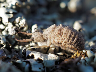 ant lion insect in natural habitat (myrmeleon formicarius)