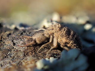 ant lion insect in natural habitat (myrmeleon formicarius)