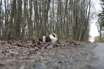 Kleiner Hund auf der Suche, Spürnase, Suchhund, Schnuffeln, Tibetan Spaniel, Tibetan Spaniel