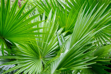 Abstract of tropical palm foliage.