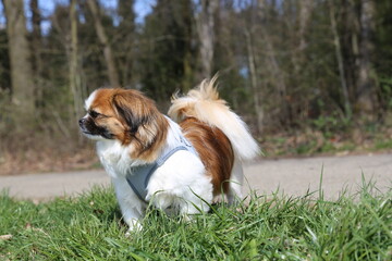 Kleiner Hund steht auf einer Wiese am Waldrand und wartet auf Begleitung - Tibet Spaniel, Tibetan...