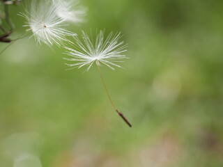 blooming fluffy dandelion on field in spring