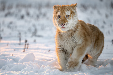 Fototapeta na wymiar A tiger cub enjoys fresh snow.