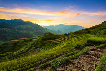 Terraced rice paddy field landscape of Mu Cang Chai